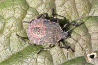 Halyomorpha halys
