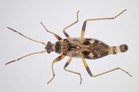 Beosus maritimus