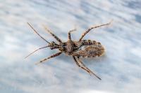 Coranus kerzhneri