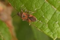 Arocatus roeselii
