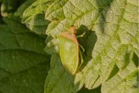 Nezara viridula