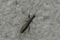 Micrelytra fossularum