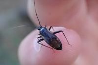 Adelphocoris seticornis