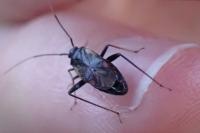 Adelphocoris seticornis