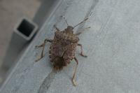 Halyomorpha halys