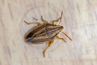 Aelia acuminata