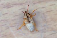 Aelia acuminata