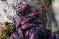 Oxycarenus lavaterae