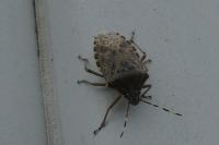 Rhaphigaster nebulosa