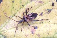 Leptoglossus occidentalis