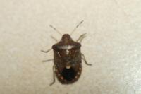 Peribalus strictus