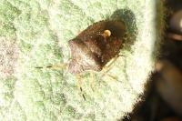 Peribalus strictus