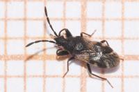 Taphropeltus contractus