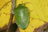 Nezara viridula