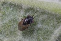 Geocoris megacephalus