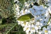 Nezara viridula