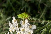 Nezara viridula