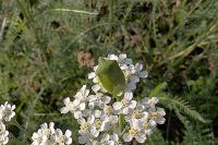 Nezara viridula