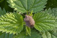 Halyomorpha halys