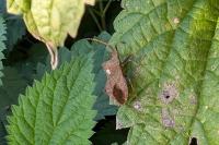 Coreus marginatus