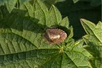 Peribalus strictus