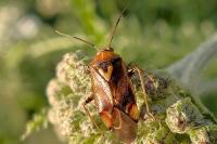 Lygus pratensis