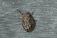 Lepyronia coleoptrata