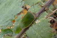 Nezara viridula