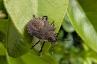 Halyomorpha halys