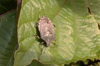Halyomorpha halys