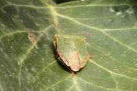 Palomena prasina