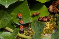 Pyrrhocoris apterus