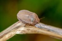 Eurygaster austriaca