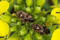 Lygus pratensis