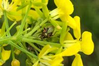 Lygus pratensis