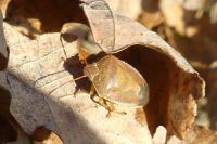 Piezodorus lituratus