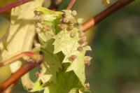 Daktulosphaira vitifoliae