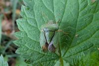 Palomena prasina