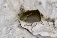 Nezara viridula