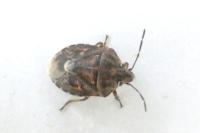 Holcogaster fibulata