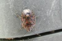 Holcogaster fibulata