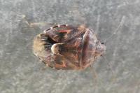 Holcogaster fibulata