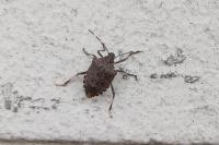 Halyomorpha halys