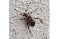 Leptoglossus occidentalis