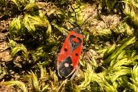 Melanocoryphus albomaculatus