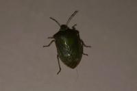 Nezara viridula