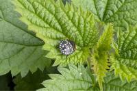 Nezara viridula