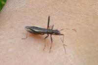 Micrelytra fossularum