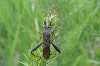 Camptopus lateralis