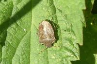 Peribalus strictus